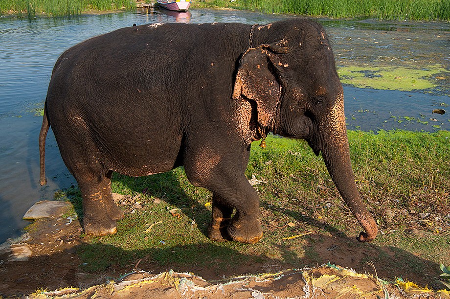 Chitrakoot - słoń (Indie 2010 - zabytki i inne miejsca)